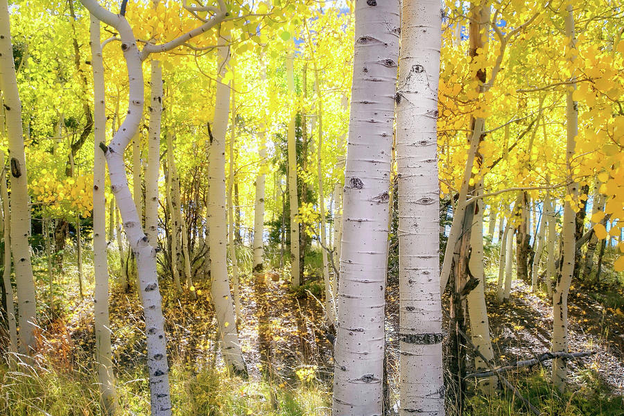 Aspen Kisses Photograph by Donna Kennedy