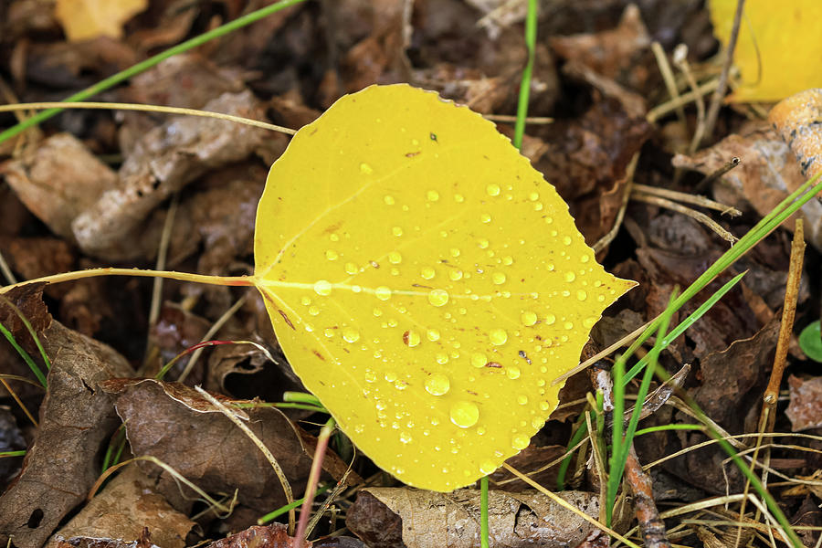 Aspen Leaf and Rain #1 Photograph by Steve Templeton