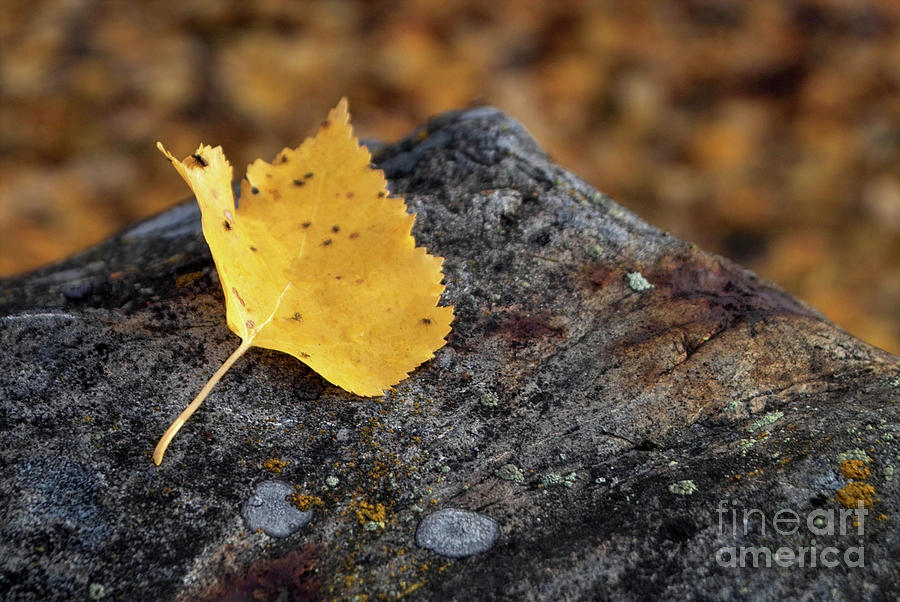 Aspen Leaf on Rock Photograph by Kimberly Blom-Roemer