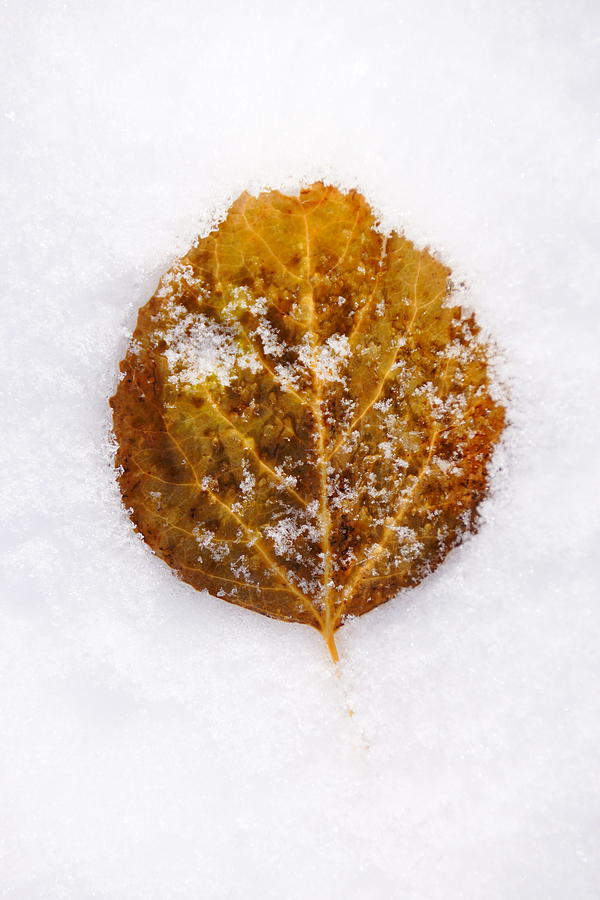 Aspen Leaf Photograph by Steven Clipperton