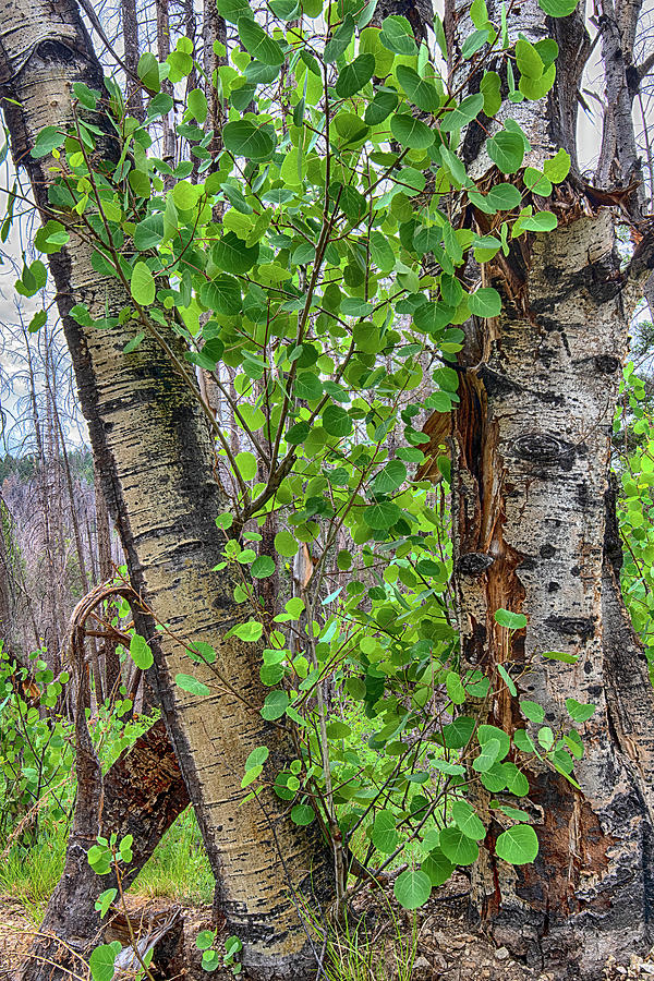 Aspen Leaves and Bark Photograph by Dave Dilli