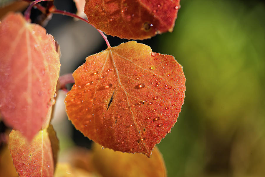 Aspen leaves and rain drops Photograph by Doug Wittrock
