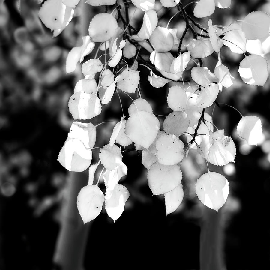 Aspen Leaves Black And White photography Photograph by Ann Powell