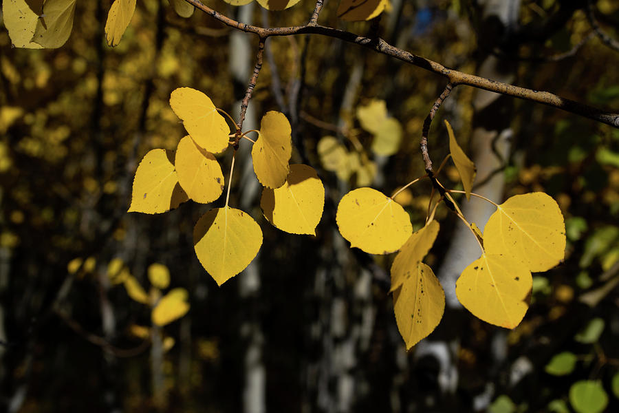 Aspen Leaves  Photograph by Julieta Belmont