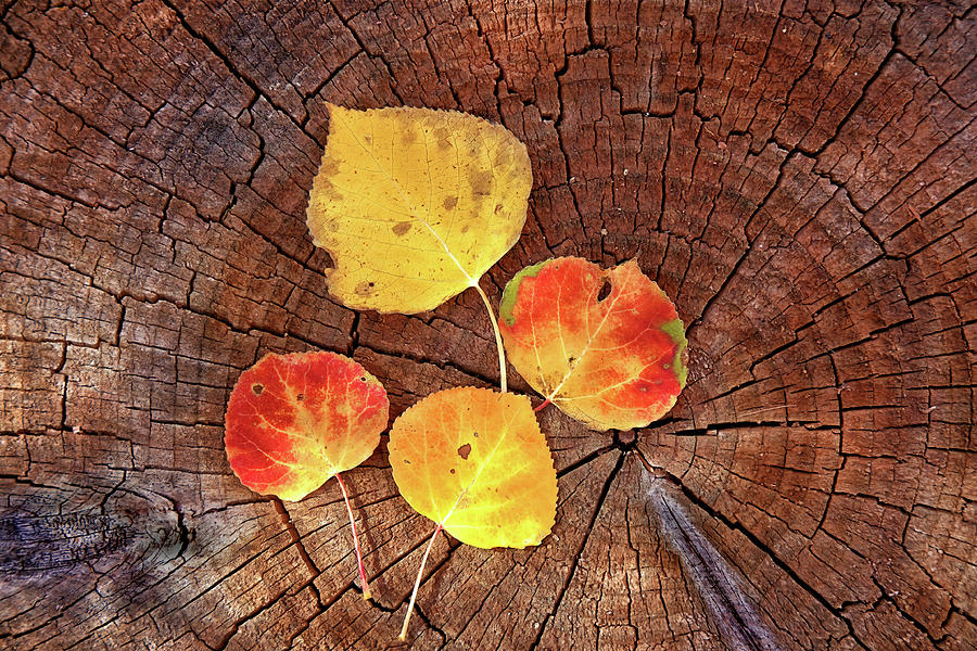 Aspen leaves on a log Photograph by Bob Falcone