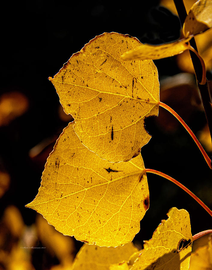 Aspen Leaves Ready to Fall Photograph by Sam Sherman
