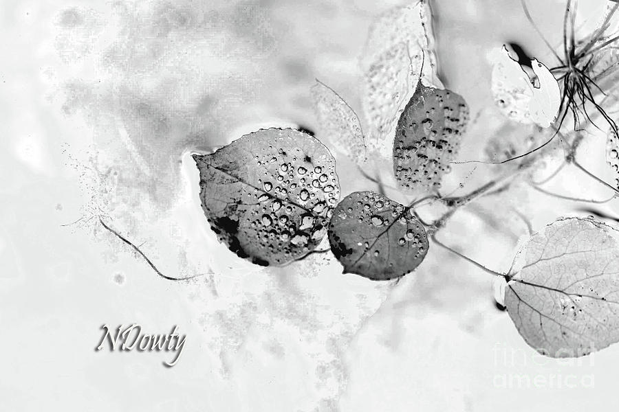 Aspen Leaves with Bubbles-BW Photograph by Natalie Dowty