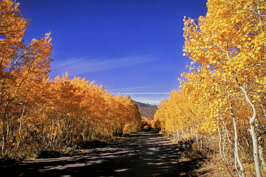 Aspen Lined Back Road Photograph by Donna Kennedy