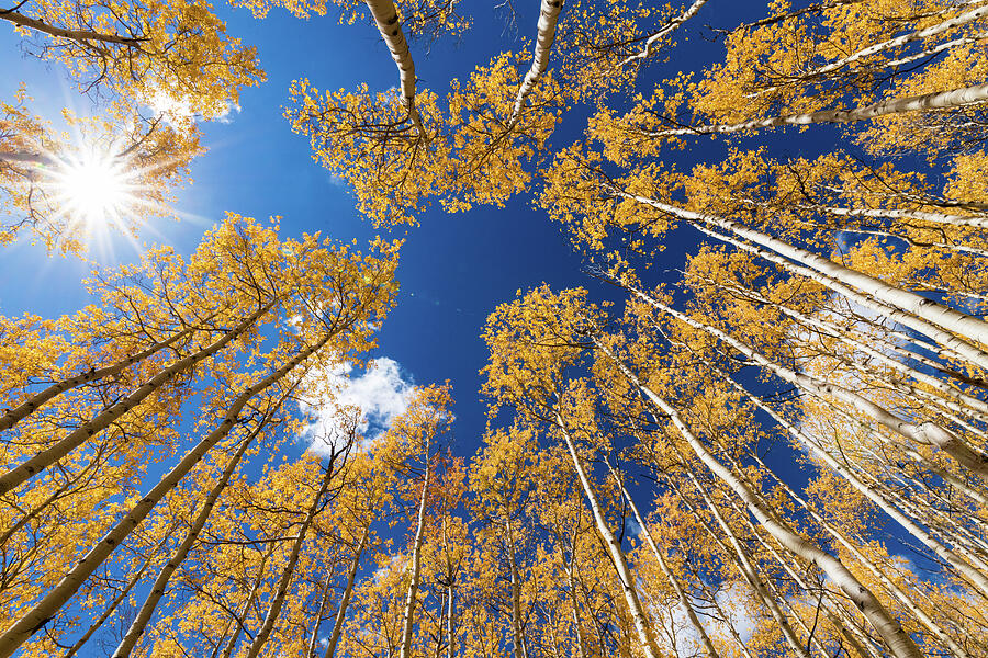Aspen - Lookup 1 Photograph by Stephen Holst