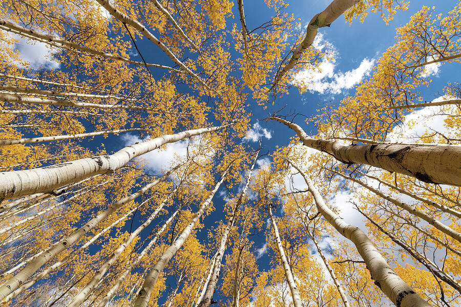 Aspen - Lookup 2 Photograph by Stephen Holst