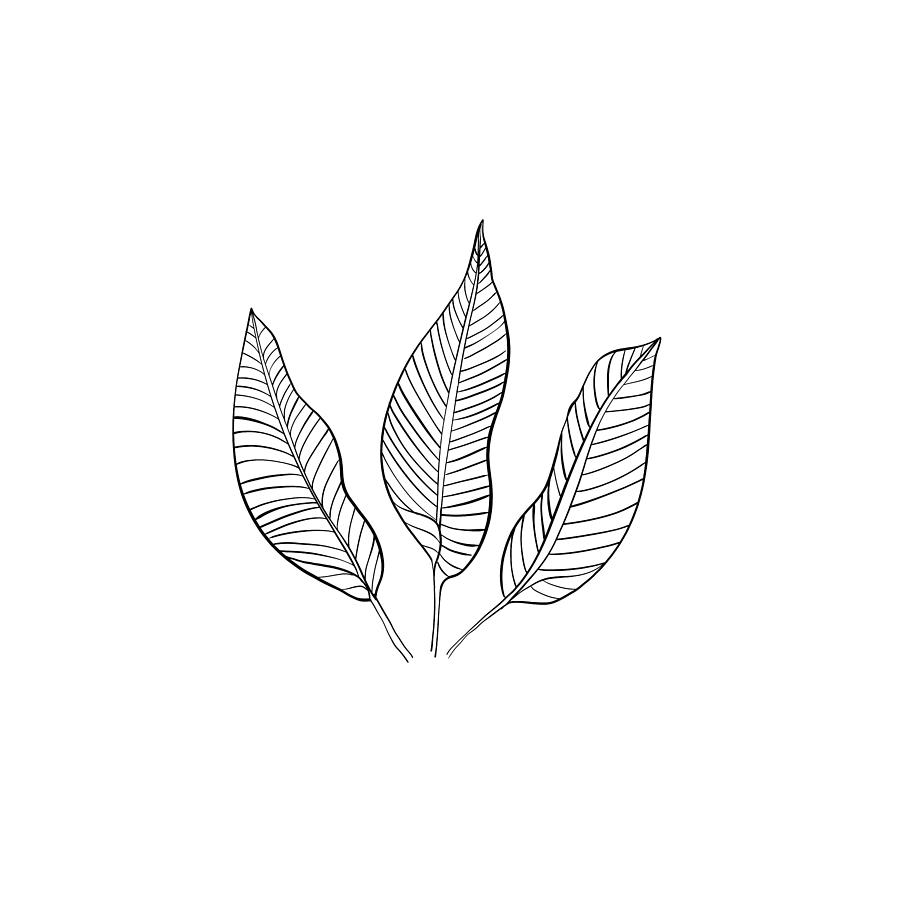 Aspen - Minimal, Modern - Abstract Leaf Stalk Line Art Digital Art by Studio Grafiikka