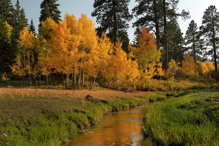 Aspen Photograph - Aspen near Pagosa Springs-4 by Mark Langford Aspen Photograph - Aspen near Pagosa Springs-4 by Mark Langford