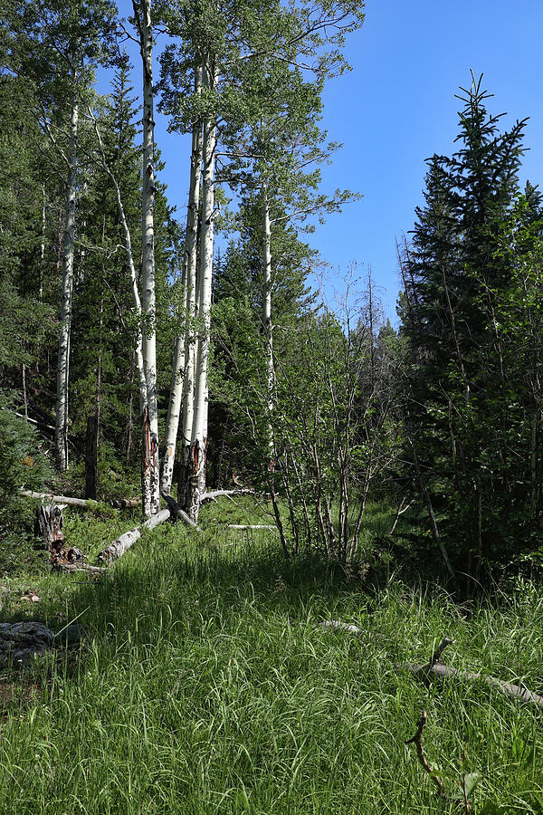 Aspen On The Timber Lake Trail Photograph