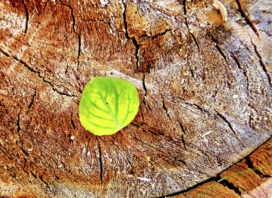 Aspen on Wood Photograph by Bob Falcone