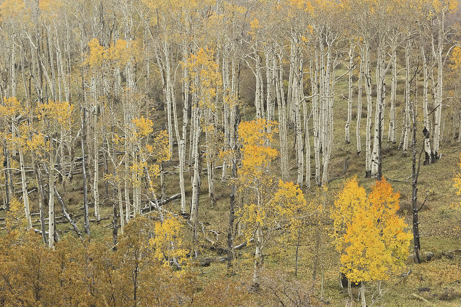 Aspen Photograph by Peter J Sucy