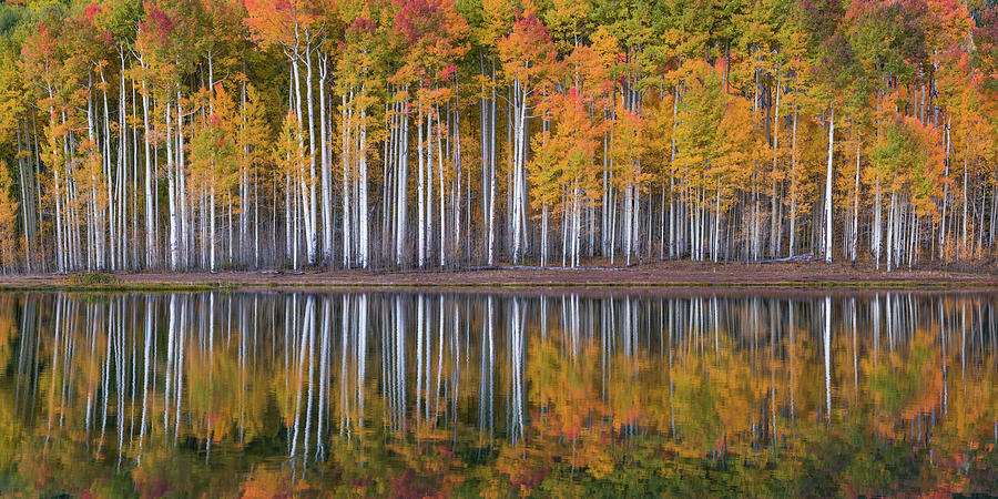 Aspen Reflections Photograph by Hudson Marsh - Fine Art America