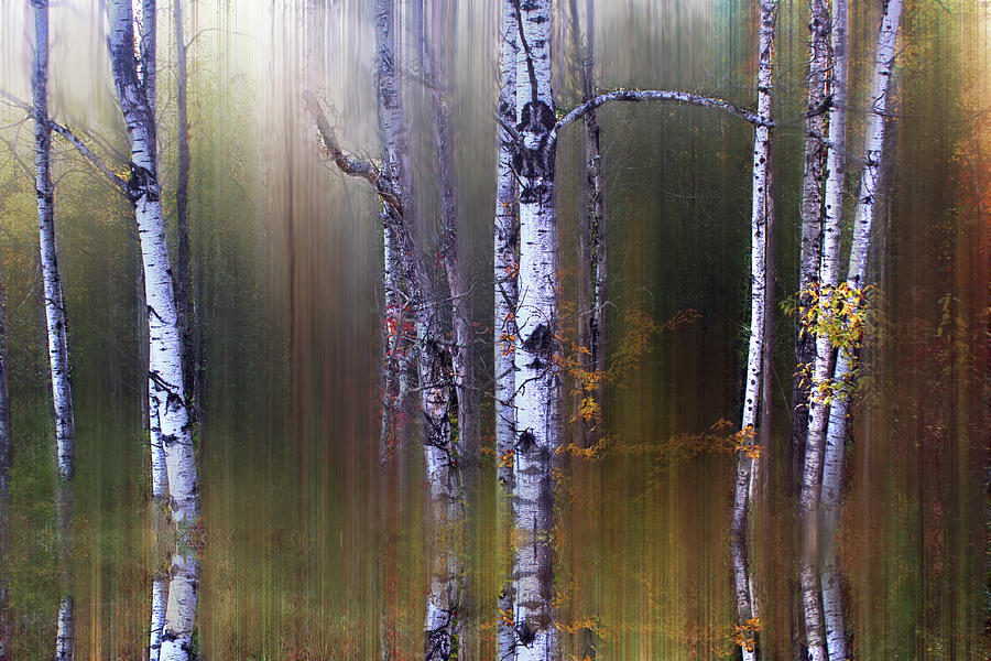 Aspen Reflections Photograph by Wayne King