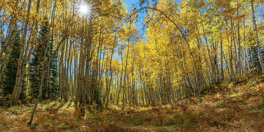 Autumn Golden Aspen Splendor 3 Photograph by Ron Long Ltd Photography