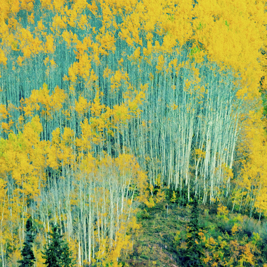 Aspen Stand Photograph by Bill Gallagher