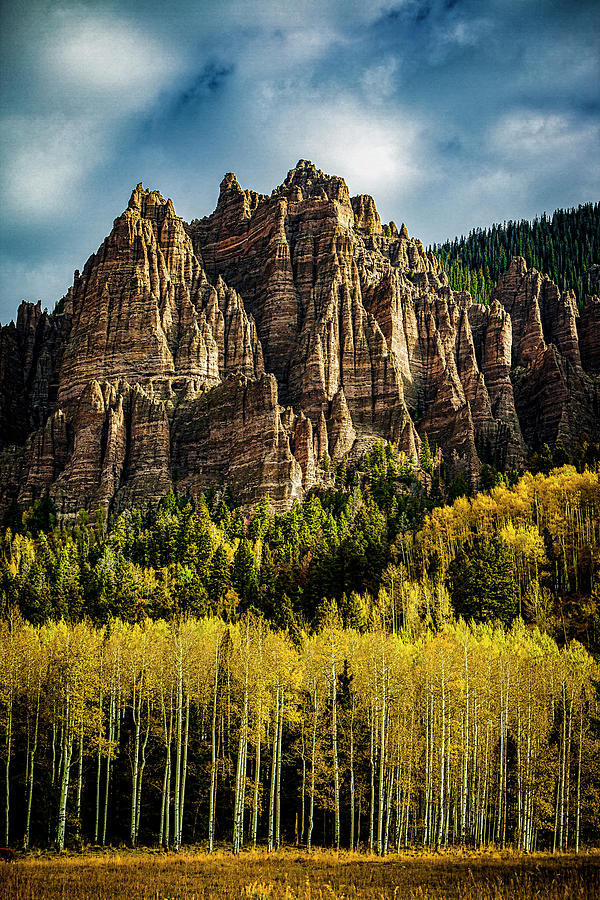 Aspen Stand Photograph by Paul Bartell