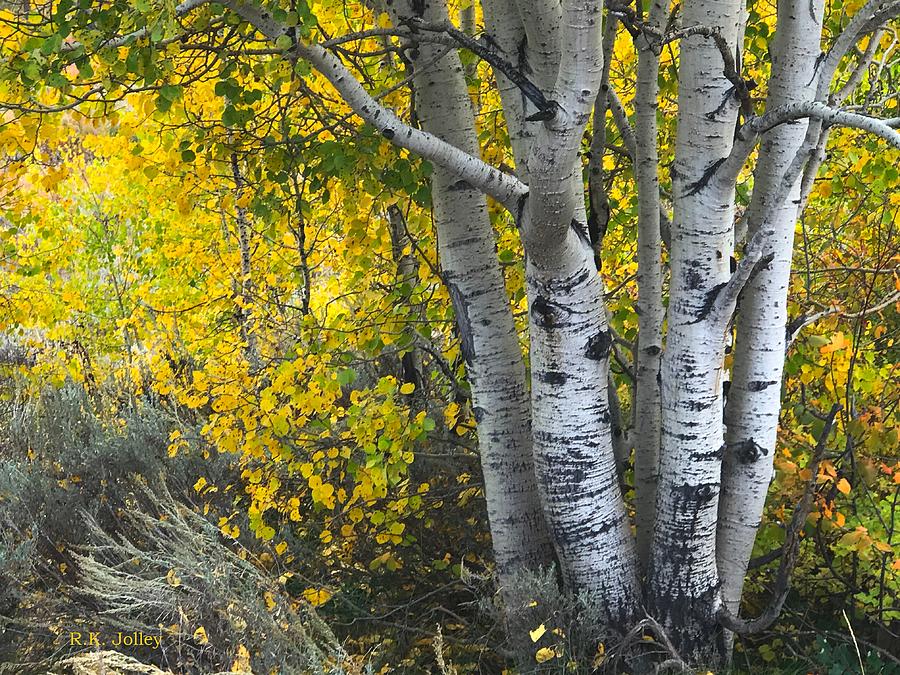 Aspen Stand Photograph by RK Jolley - Fine Art America