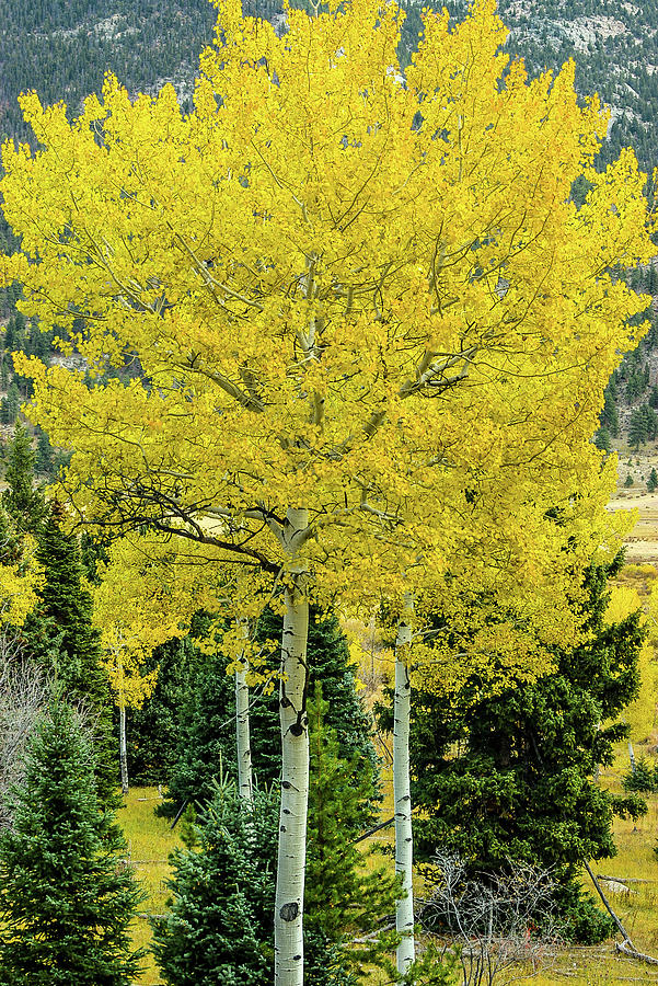 Aspen Tree - 5607-2 Photograph by Jerry Owens