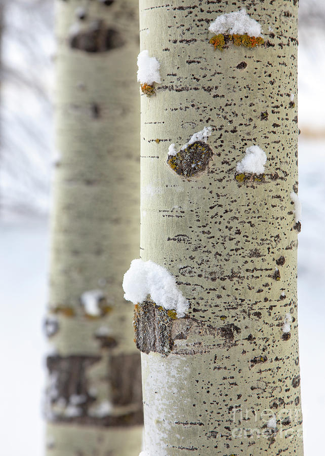 Aspen Tree And Snow Photograph