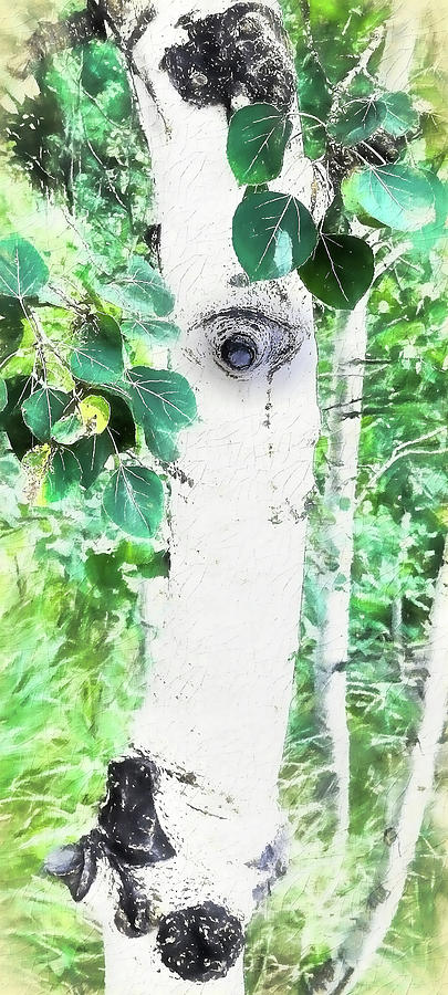 Aspen Tree Eyes Photograph by Ola Allen