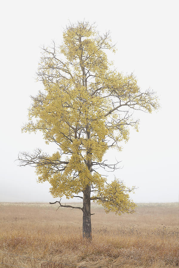 Aspen tree Photograph by Fancy/Veer/Corbis