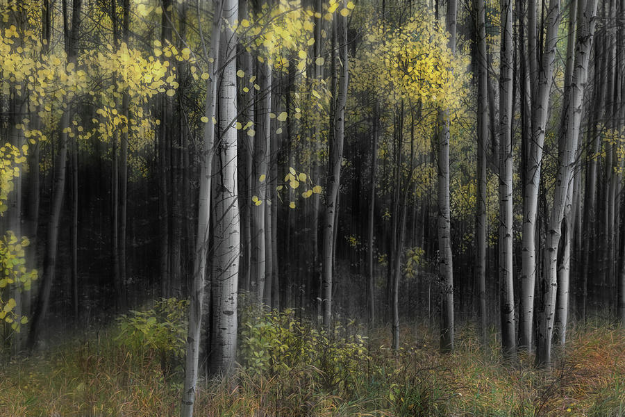 Aspen Tree Grove Into Darkness Photograph by James BO Insogna
