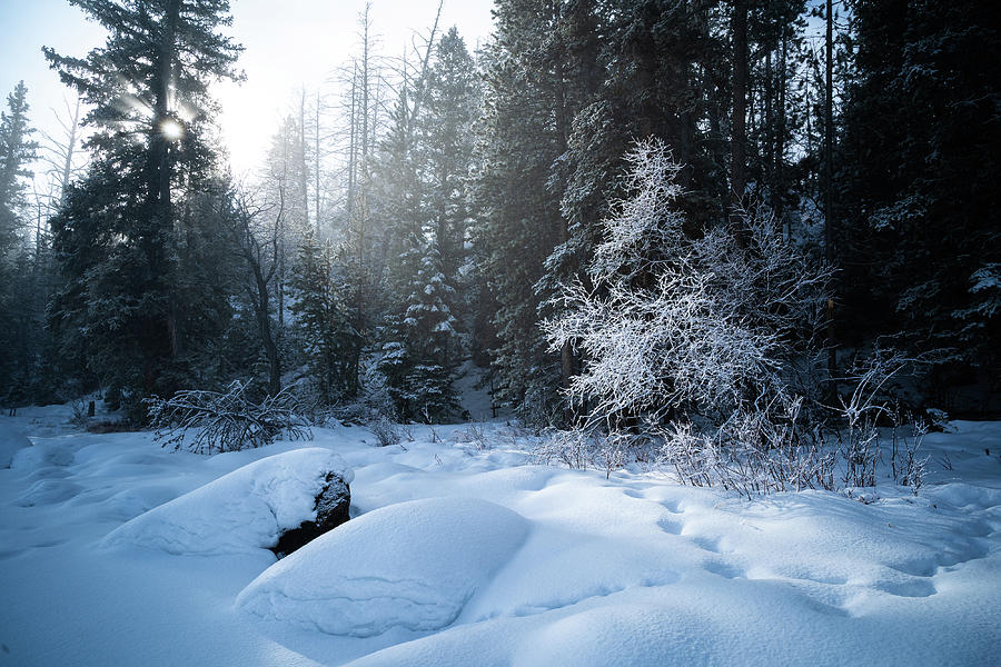 Aspen Tree In The Winter  Photograph by Julieta Belmont