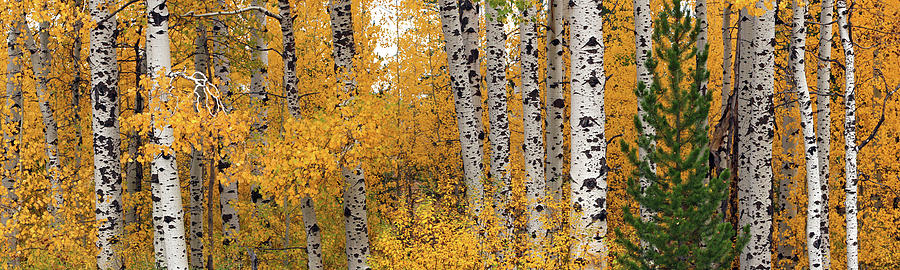 Aspen Tree Panorama  Photograph by Wesley Aston