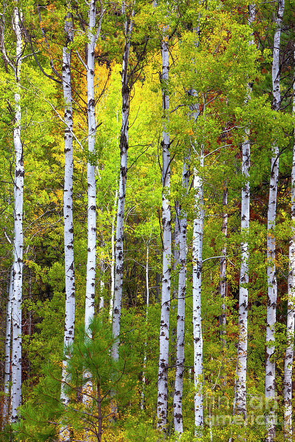 Fall Photograph - Aspen Tree Wall Art  A Beautiful Nature Print by David Millenheft