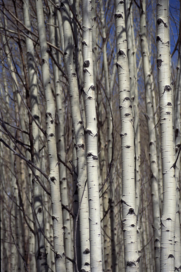 Aspen trees , Colorado Photograph by Comstock
