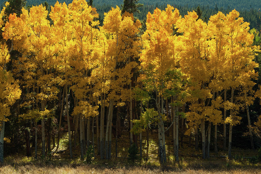 Aspen Trees - 1526-2 Photograph by Jerry Owens