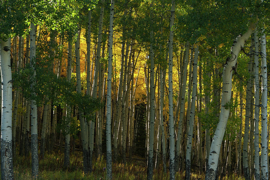 Aspen Trees - 1542-2 Photograph by Jerry Owens