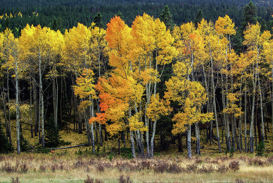 Aspen Trees - 2218-2 Photograph by Jerry Owens