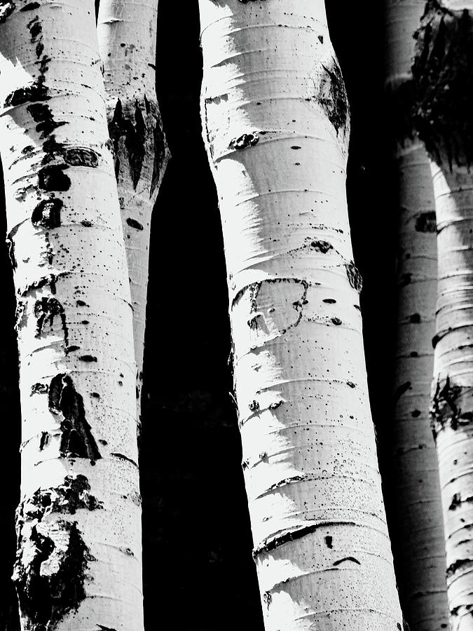 Aspen Trees Black and White Photograph by Alan Socolik