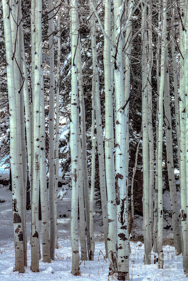 Aspen Trees Black And White Bark Photograph