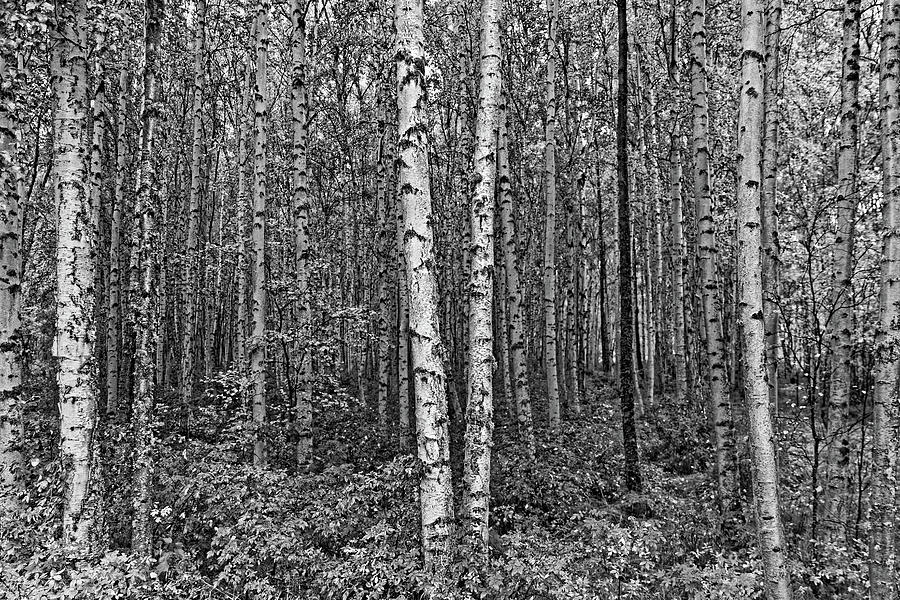 Aspen Trees Black and White Photograph by Doolittle Photography and Art