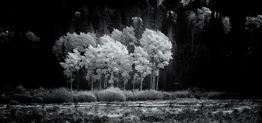 Aspen trees, black and white, Grand Teton NP Photograph by Doug Wittrock