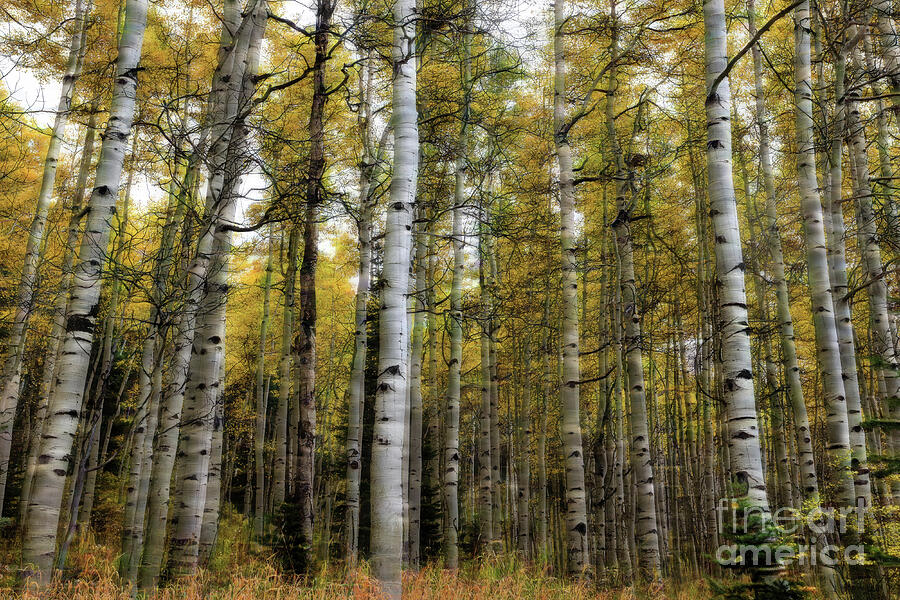 Aspen Trees Blurr Photograph by Terri Cage