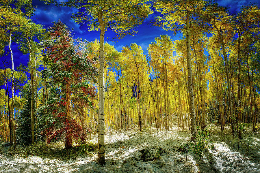 Aspen Trees Covered in Snow in Autumn Photograph by O Lena Aspen Trees Covered in Snow in Autumn Photograph by O Lena