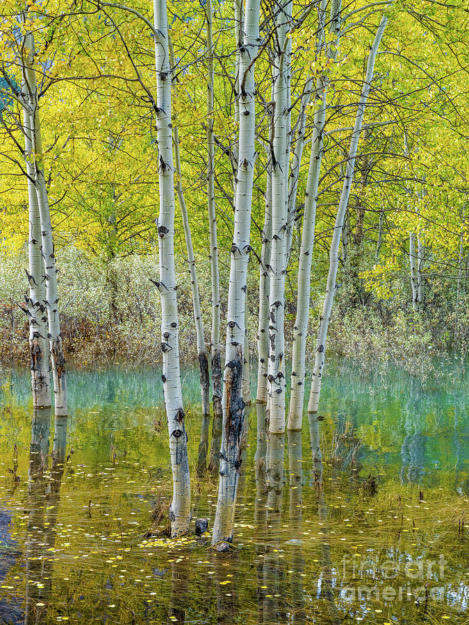Aspen Trees Fall Colors Reflected Photograph