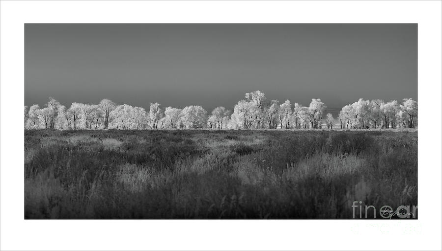 Aspen Trees, Grand Teton National Park, Black and White Photograph by Greg Kopriva