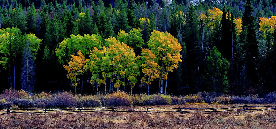 Aspen trees, Grand Teton NP Photograph by Doug Wittrock