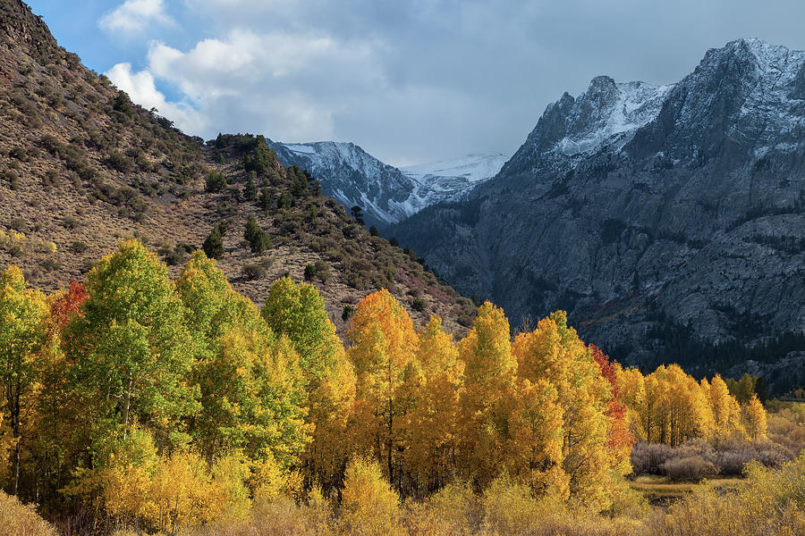Aspen Trees In Autumn Photograph by Jonathan Nguyen