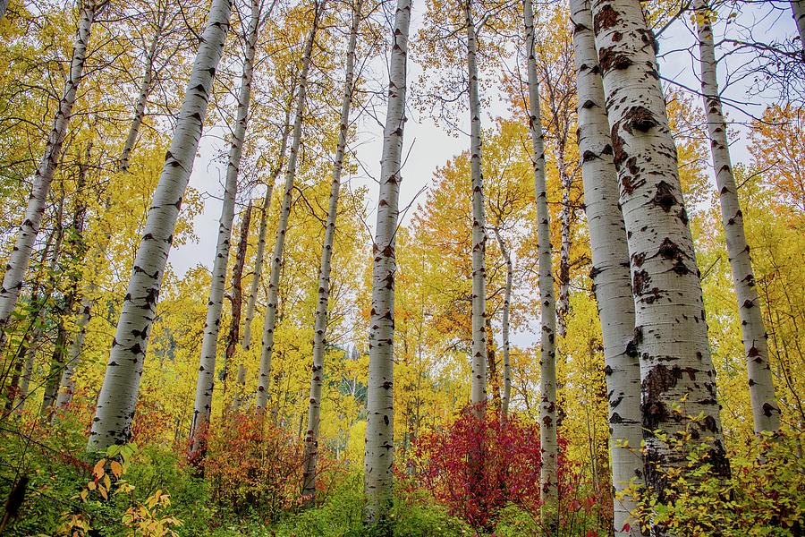 Aspen Trees in Autumn Photograph by Lynn Hopwood