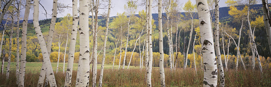 Aspen Trees in Autumn Photograph by Timothy Hearsum