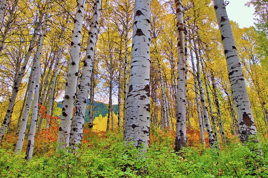 Aspen Trees in Fall Photograph by Lynn Hopwood